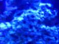 Bmshehan's 55 Gallon Saltwater Reef Tank Aquarium 2