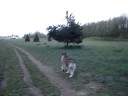Walking Miko my malamute at heritage park