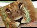 The Mighty Lion