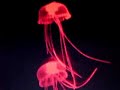 jellyfish-aquarium-illuminated-silicon-made-jellyfish-swim.html