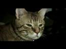 Movie Test 1