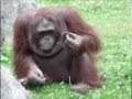 Orangutan rescues drowning chick at Dublin Zoo