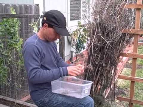 how to harvest fennel seeds uk