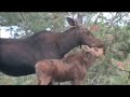 Mothers Love Their Children - A Moose Story
