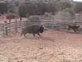 Buffalo Attacks Cow Buffalo Attacks Cow