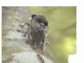 Cicada Hunter