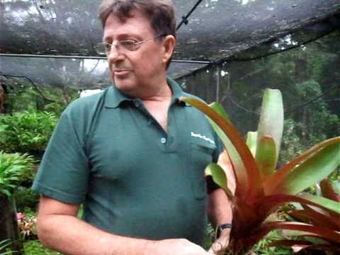 how to replant bromeliad