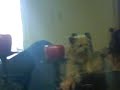 Gato inexistente! Gato inexistente!