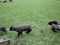 Baa Baa Black Sheep Have you any wool