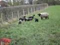 Baa Baa Black Sheep Have you any wool