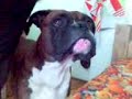 otto2