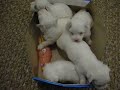 Cuccioli maltese nati l\ Cuccioli maltese nati l\