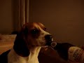 Real BoozeHound!  Not Realy!!!