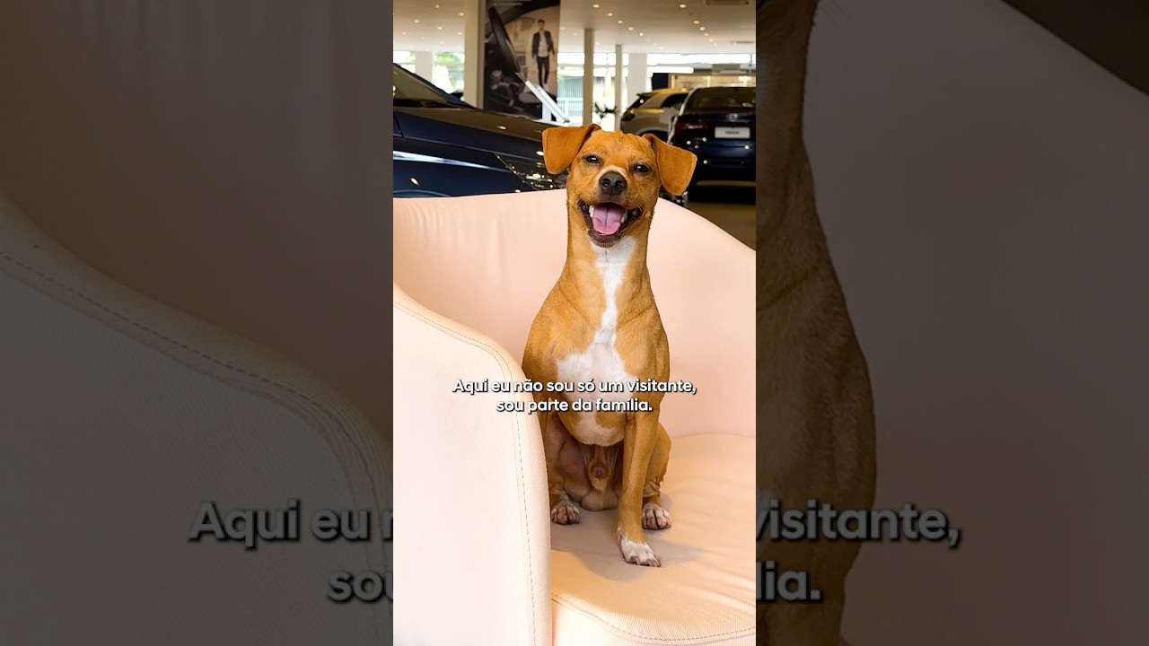 Seu pet é sempre bem-vindo na Hyundai!