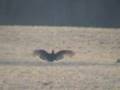 Buzzard-Fight-Mate-M