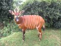 BRAINARD KENYA SAFARI - African Wild Animals