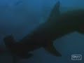 aquaman movie trailer