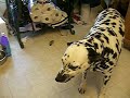 freddies-new-trick.html