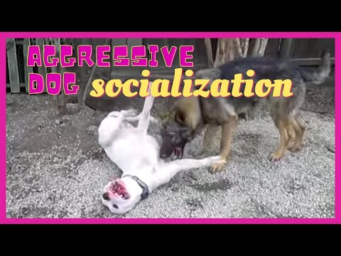 how to properly socialize a dog