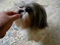dancing shih tzu