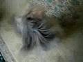 Shih Tzu video
