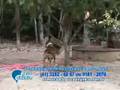 videos de TOP MANCADA - O Cachorro Jack Ã© exemplo de proteÃ§Ã£o a natureza e excelente humorista
