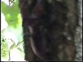 Giant Bug!/ YOU GOTTA SEE THIS!