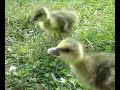 Petites Oies rieuses