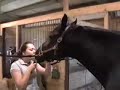 The Saddle Club Spoof