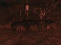 TEXASBOARS wild boar hunting videos.CAMERA, SONY HI8Dig SLOW COLORLIGHT USED, TEXASBOARS CLASSIC RED FEEDER LIGHT