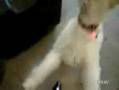 デスメタルを聞いて悪魔のように変貌する犬 Death Metal Puppy