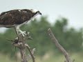 Osprey Starting A Nest