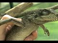 Herping With Dylan: Reptiles at Home Herping With Dylan: Reptiles at Home