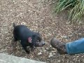 Tasmanian Devil