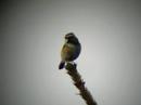 Red-flanked Bluetail - Tarsiger cyanurus