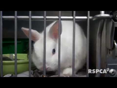 how to care for a rabbit rspca