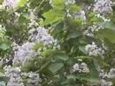 les fleurs de Syringa