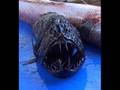 underwater fish scream - Les monstres aquatiques