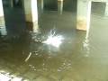 videos de lil tarpon