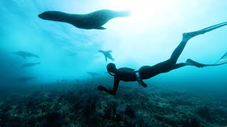 Exploring and diving the sea of Cortez - Baja Mexico
