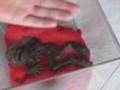 ??? Unknown Creature Found! What Is It ???