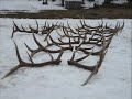 Elk Horn Sheds