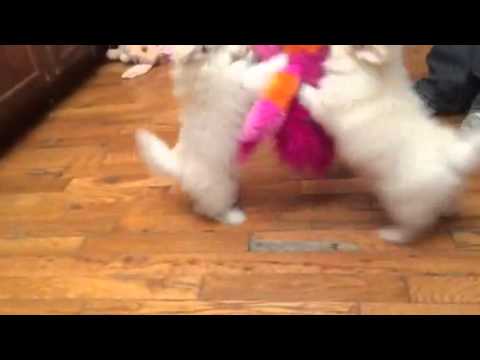 GLory-female pomapoo video