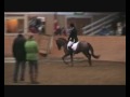 Cadiz, dressage pony