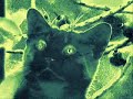 kat on acid
