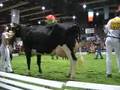 www.cattle.de - WEU-Konvent 2008: Weitere schwarzbunte Färsen im Ring!