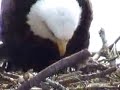 chicks-hatching-8.html