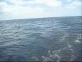 King Fish Fishing Trinidad And Tobago