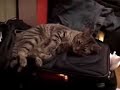 Cat Funny Ha Ha Plays With Shoelaces