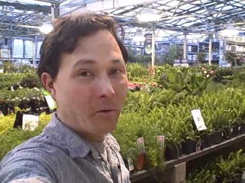 how to harvest vegetables from a garden